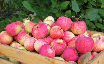 Збільшується кількість споживачів українських фруктів  в країнах Близького Сходу